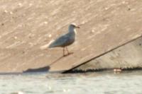 Larus glaucoides