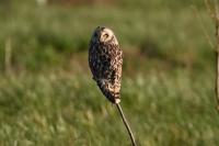Asio flammeus