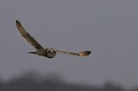 Asio flammeus