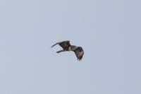 Buteo buteo