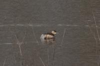 Tachybaptus ruficollis