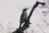 Picus viridis