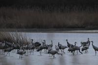 Grus grus