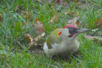 Picus viridis