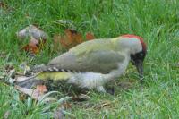 Picus viridis