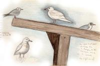 Larus glaucoides