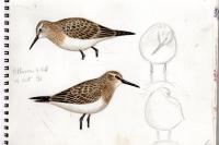 Calidris bairdii