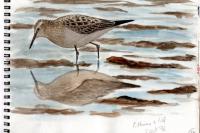 Calidris bairdii