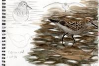 Calidris bairdii