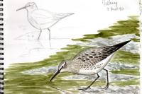 Calidris fuscicollis