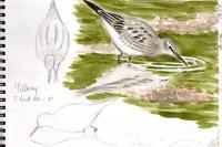 Calidris fuscicollis