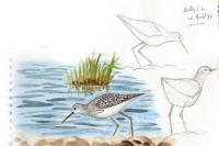 Tringa stagnatilis