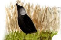 Corvus monedula soemmeringii