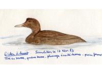 Somateria mollissima