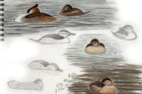 Oxyura jamaicensis
