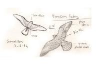 Falco vespertinus