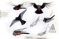 Falco vespertinus