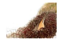 Botaurus stellaris