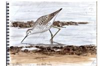 Tringa stagnatilis