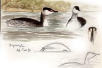 Podiceps auritus