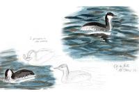 Podiceps auritus