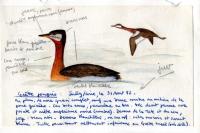 Podiceps grisegena