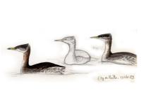 Podiceps grisegena