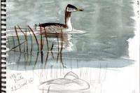 Podiceps grisegena