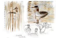 Podiceps grisegena