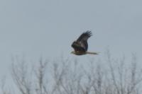 Milvus milvus