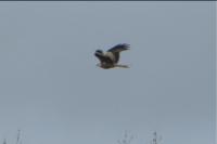 Milvus milvus