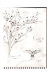 Bombycilla garrulus