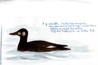 Melanitta fusca