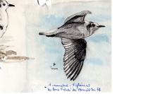 Hydrocoloeus minutus