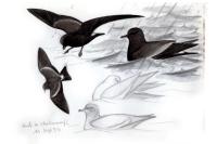 Hydrobates leucorhous