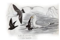 Hydrobates leucorhous