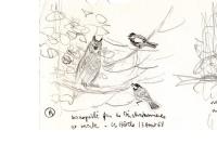 Otus scops