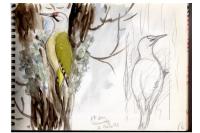 Picus canus