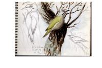 Picus canus