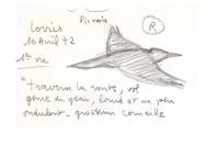 Dryocopus martius