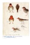 Anthus cervinus