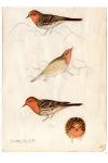 Anthus cervinus