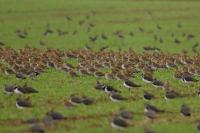 Pluvialis apricaria