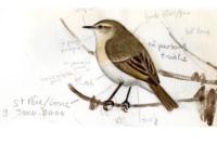 Phylloscopus collybita tristis