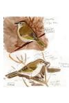Phylloscopus collybita tristis