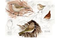 Phylloscopus collybita tristis