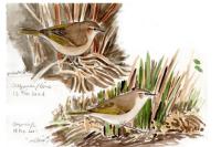 Phylloscopus collybita tristis