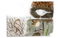 Phylloscopus collybita tristis
