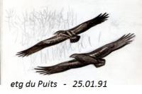Haliaeetus albicilla