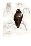 Haliaeetus albicilla